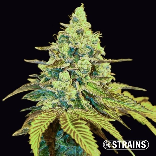 Miracle Alien Cookies (MAC) · Semillas feminizadas GB Strains en GB Lleida (Lleida)