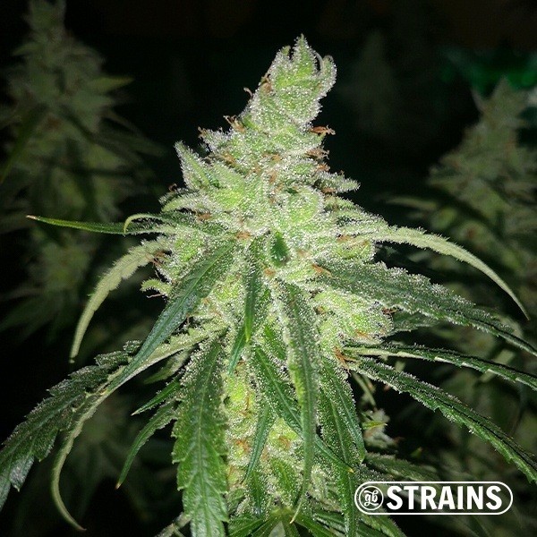 GB Therapy CBD · Semillas ricas en CBD y CBG en GB Lleida (Lleida)