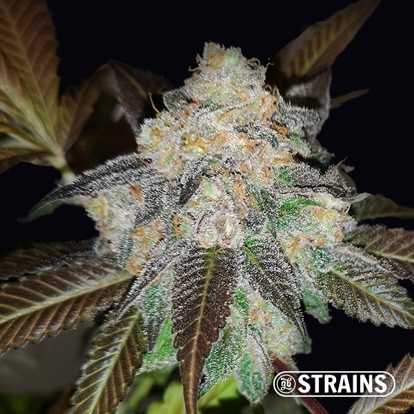 Harlequin CBD · Semillas ricas en CBD y CBG en GB Lleida (Lleida)