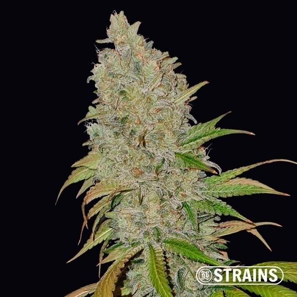 Blue Cheese CBD · Semillas ricas en CBD y CBG en GB Lleida (Lleida)