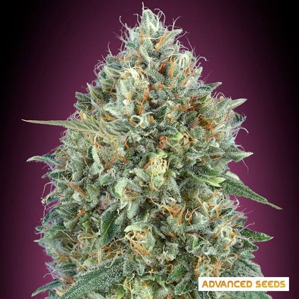 Auto Gelato 33 · Autoflorecientes para comparar en GB Lleida (Lleida)