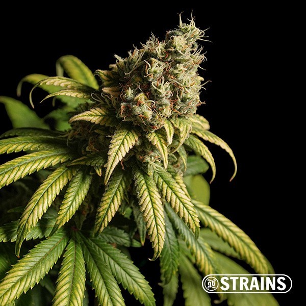 Strawberry Cake Ultra Fast CBD · Semillas ricas en CBD y CBG en GB Lleida (Lleida)