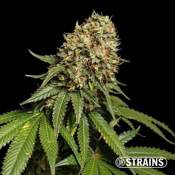 Blue Cheese Ultra Fast CBD · Semillas ricas en CBD y CBG en GB Lleida (Lleida)