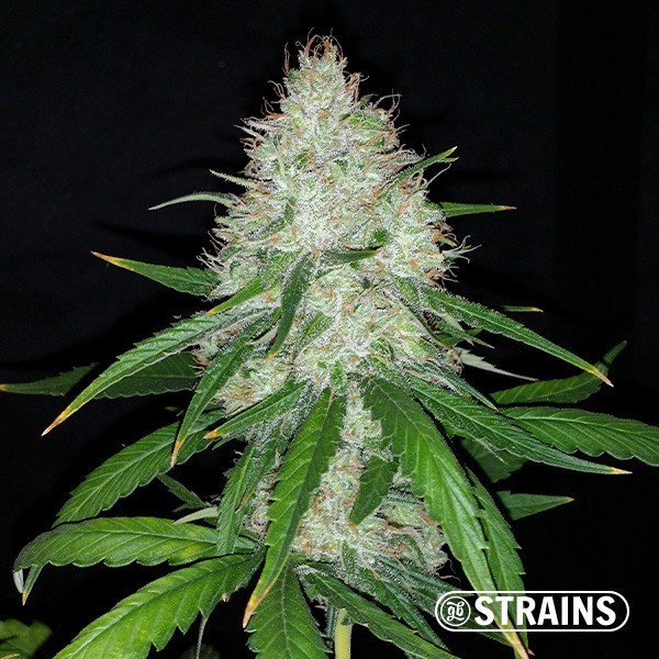 Auto Strawberry Cake CBD · Semillas ricas en CBD y CBG en GB Lleida (Lleida)