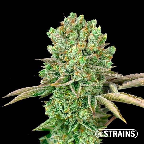Oreoz · Semillas feminizadas GB Strains en GB Lleida (Lleida)
