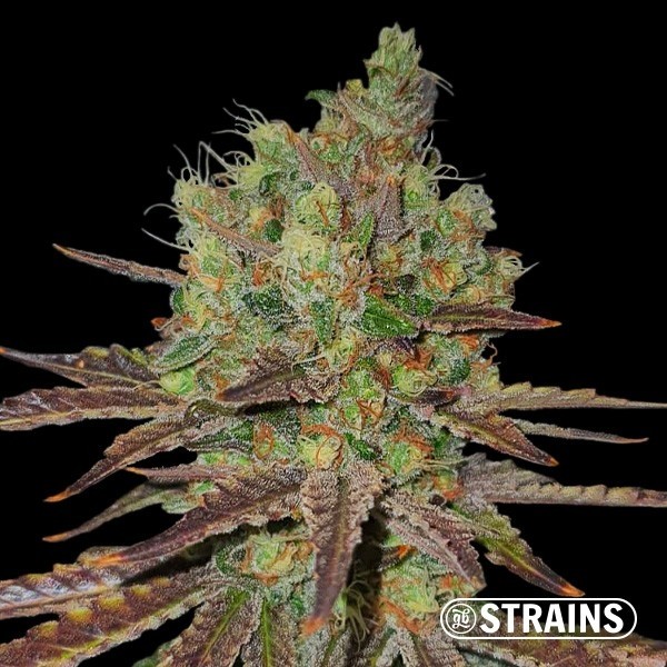 Permanent Maker · Semillas feminizadas GB Strains en GB Lleida (Lleida)