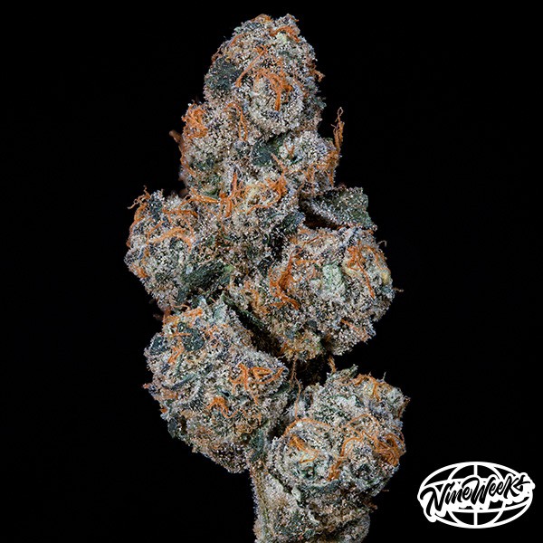 Grape Squeeze · Semillas feminizadas GB Strains en GB Lleida (Lleida)