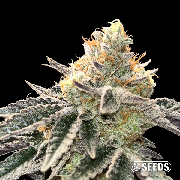 Maple Nectar · Semillas feminizadas GB Strains en GB Lleida (Lleida)