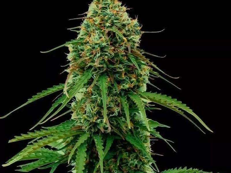 Semillas de cannabis en Lleida en GB Lleida