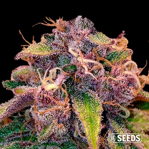Auto Blueberry de GB Seeds en GB Lleida