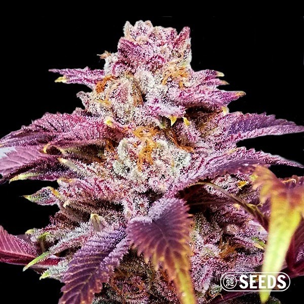 Auto Somango XXL de GB Seeds en GB Lleida