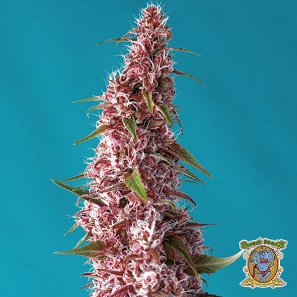 Red Pure Auto CBD de Sweet Seeds en GB Lleida