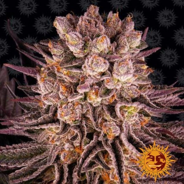 Mimosa x Orange Punch de Barney's Farm en GB Lleida