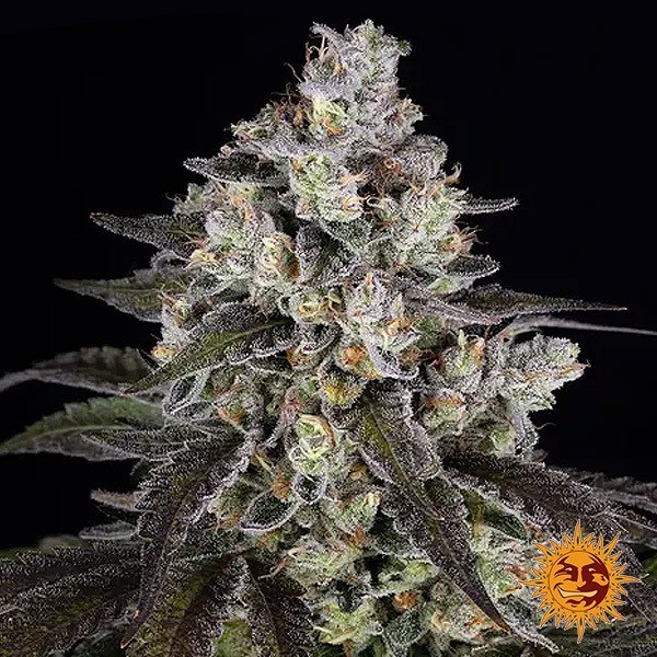 Trainwreck de Barney's Farm en GB Lleida