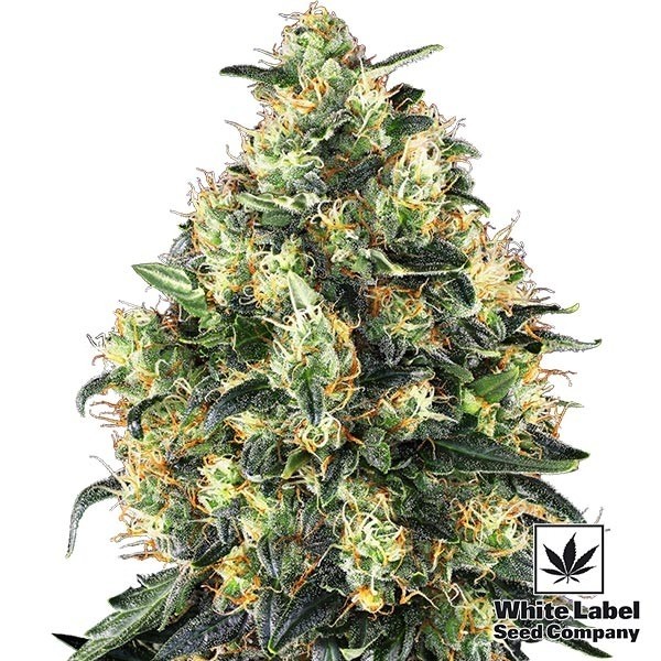 Super Skunk Automatic