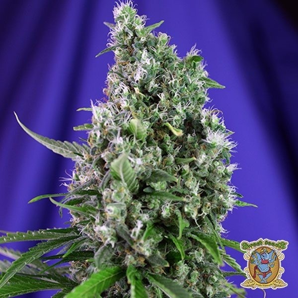Sweet Trainwreck Auto
