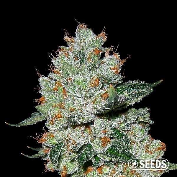 OG Kush Feminizada a Granel