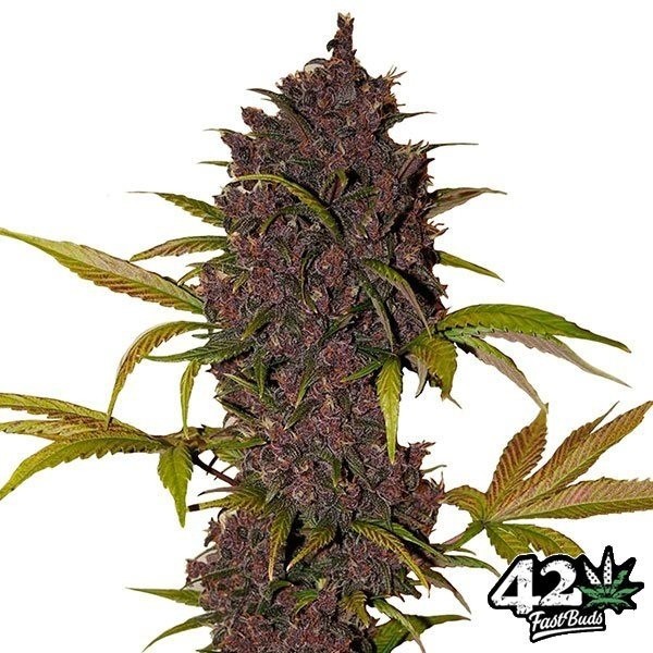 LSD-25 Auto