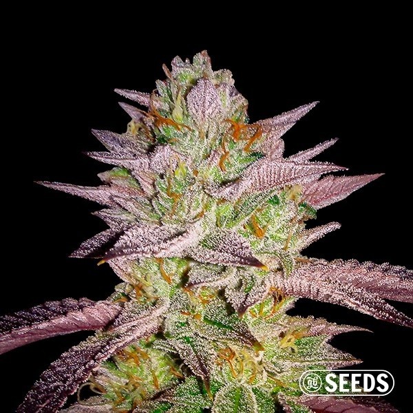 Zkittlez Feminizada a Granel