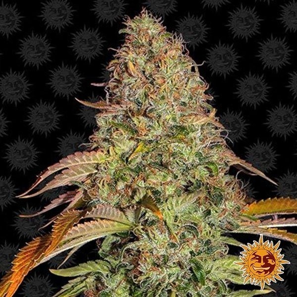 Zkittlez OG Auto