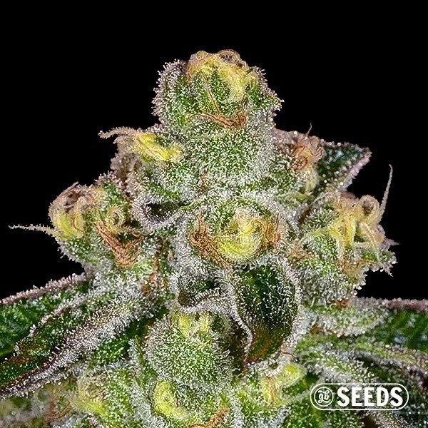 Girl Scout Cookies Feminizada a Granel