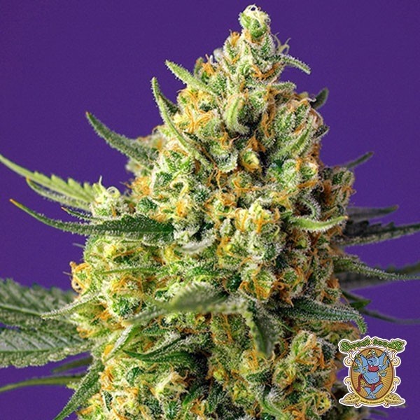 Crystal Candy XL Auto