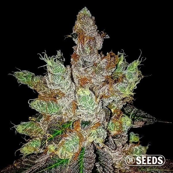 GMO Cookies Feminizada a Granel