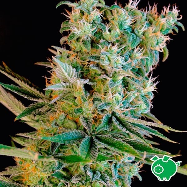 Amnesia Bilbo