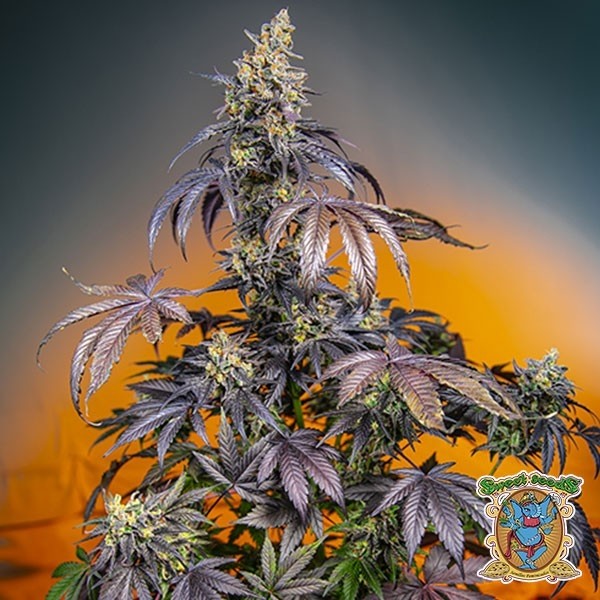 Red Gorilla Girl XL Auto