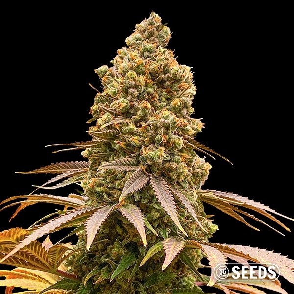 Auto Critical XXL CBD
