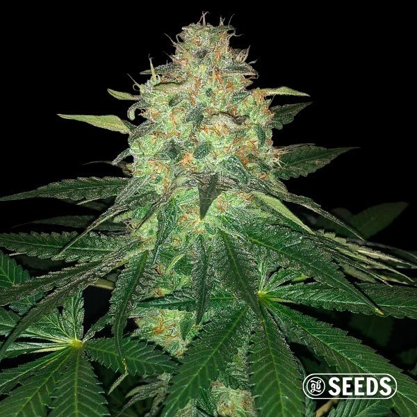 Mamba Negra GB Seeds