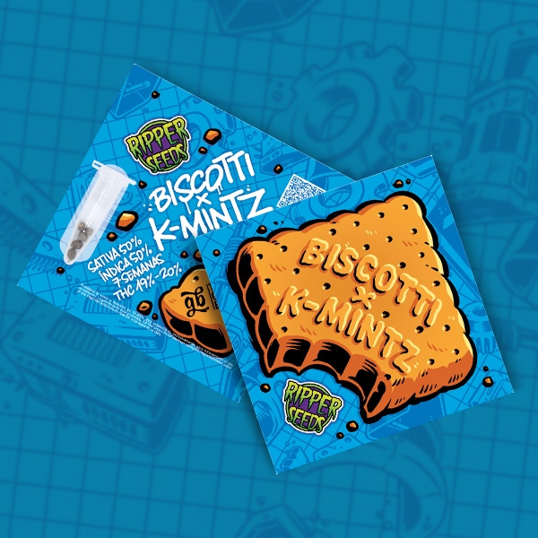 Biscotti K-Mintz (Ripper Seeds x GB) Limited Edition