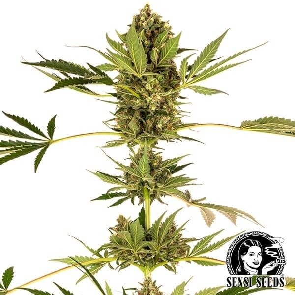 Himalayan CBD de Sensi Seeds en GB Lleida