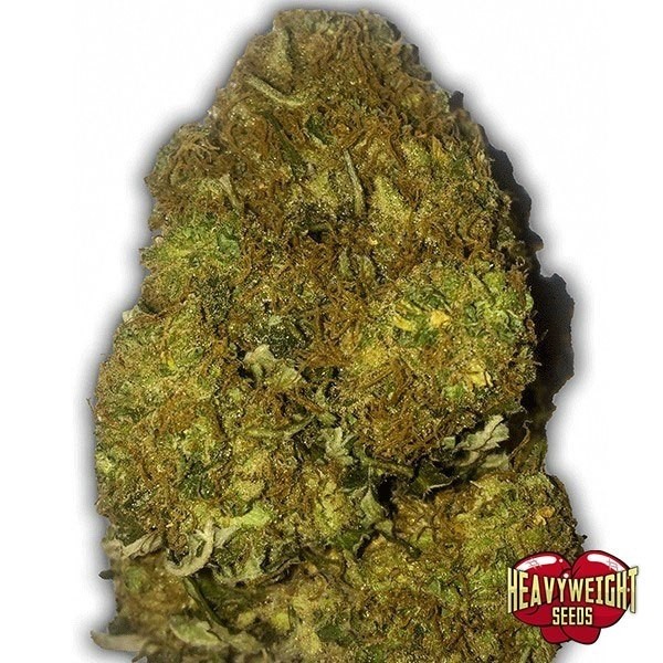 Skunky Monkey Auto de Heavy Weight Seeds en GB Lleida