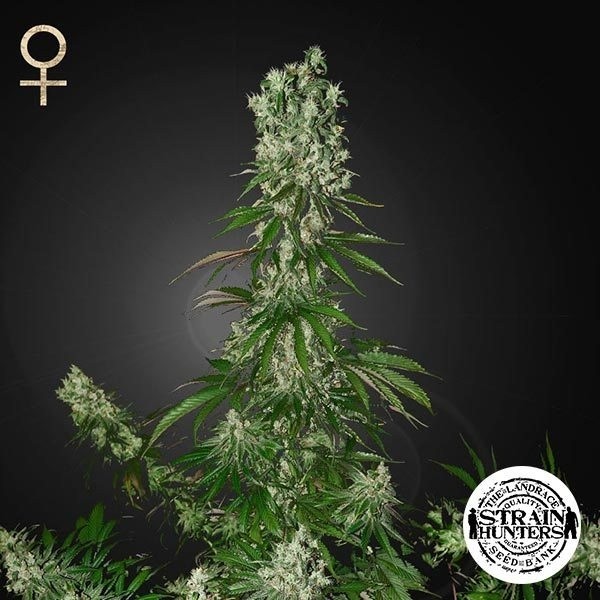 White Strawberry Skunk · Semillas feminizadas GB Strains en GB Lleida (Lleida)