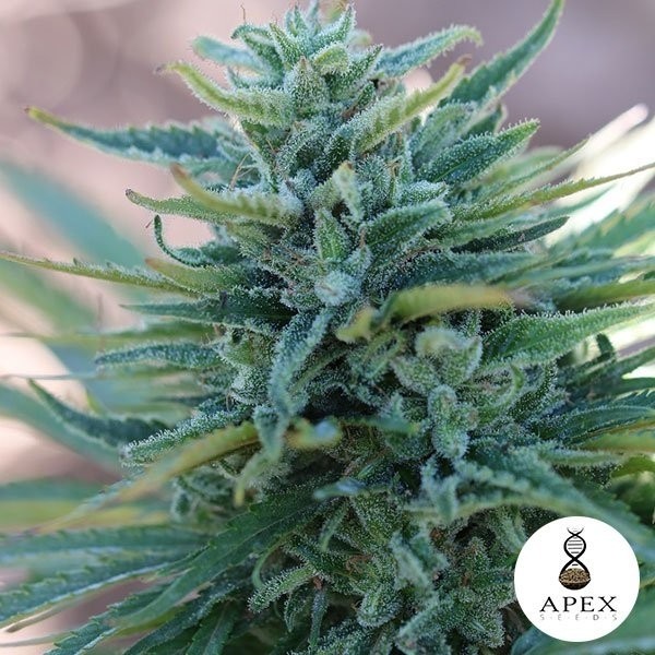 Somango X de Apex Seeds · Semillas feminizadas GB Strains en GB Lleida (Lleida)