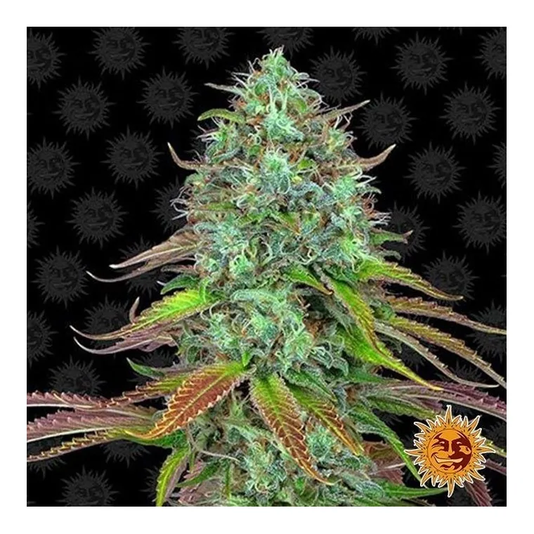 LSD-25 Auto de Fast Buds en GB Lleida
