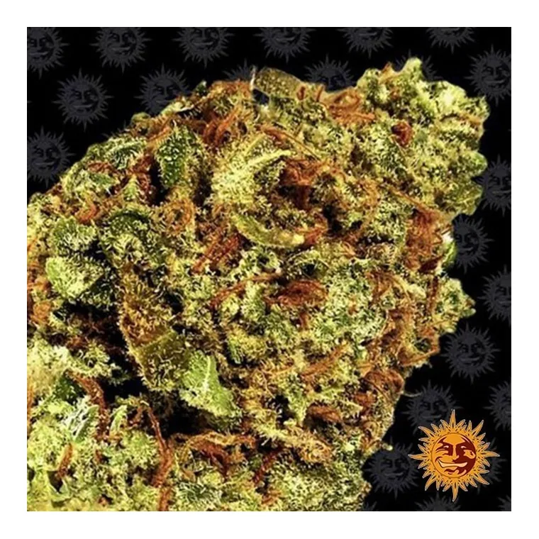 Zkittlez Auto de Fast Buds en GB Lleida