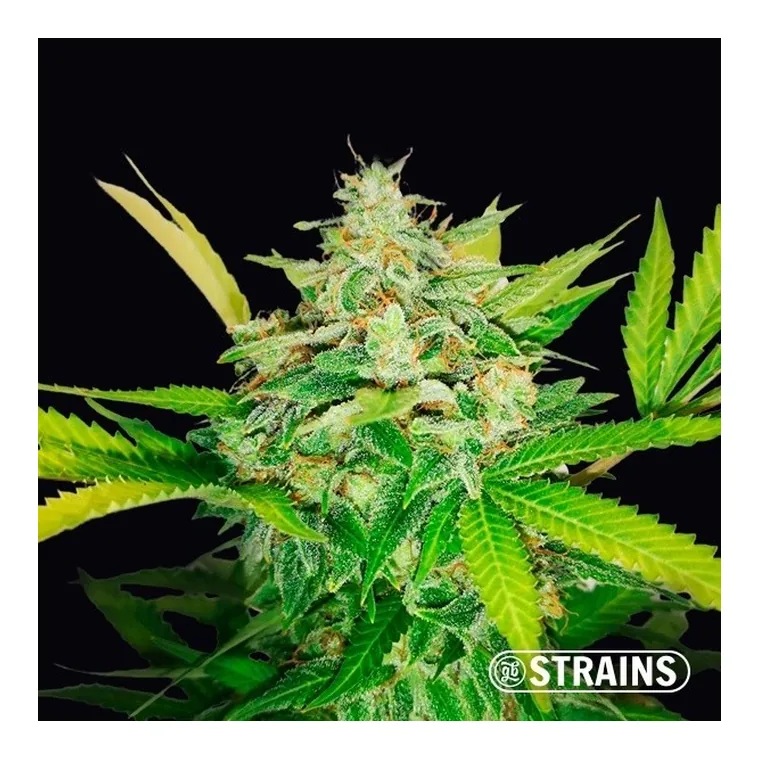 Auto Gold Pineapple de GB Strains en GB Lleida