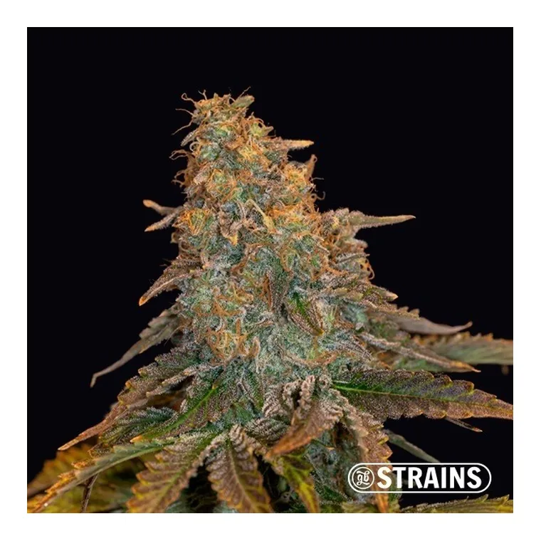 Auto Grand Daddy Purple XXL de GB Strains en GB Lleida
