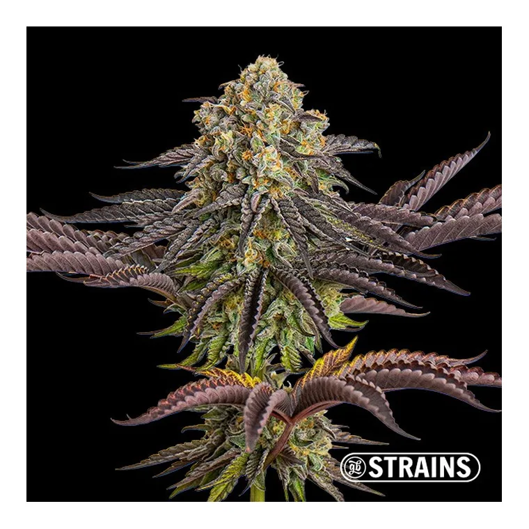 Auto Sangria de GB Strains en GB Lleida