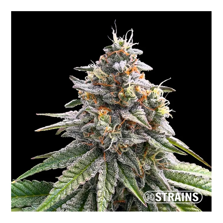 Dubai Chocolate de GB Strains en GB Lleida