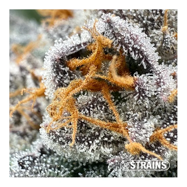 Gelonade de GB Strains en GB Lleida