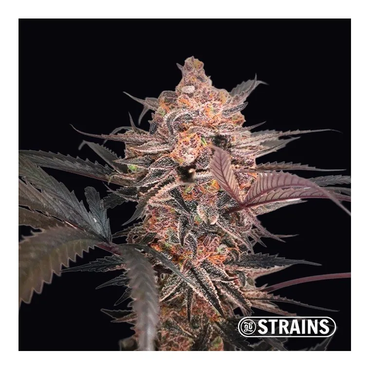 Mimosa Cocktail de GB Strains en GB Lleida