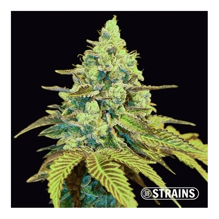 Miracle Alien Cookies (MAC) de GB Strains en GB Lleida