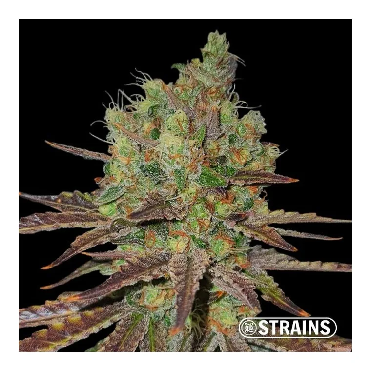 Permanent Maker de GB Strains en GB Lleida