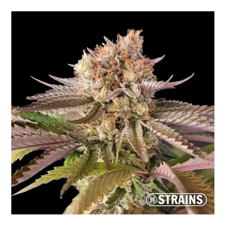 RS11 - Rainbow Sherbert de GB Strains en GB Lleida