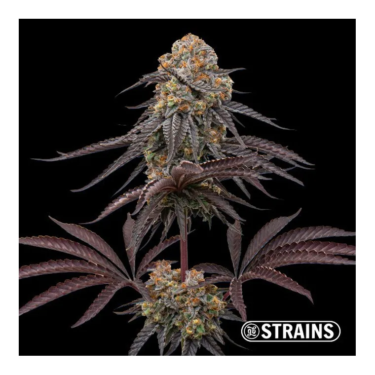 Sangria de GB Strains en GB Lleida
