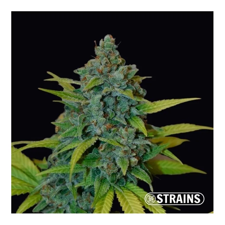 Strawberry Banana de GB Strains en GB Lleida