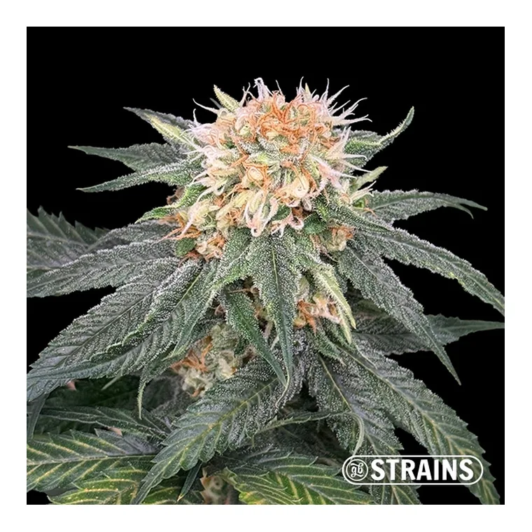 Too Much Papaya de GB Strains en GB Lleida
